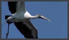 Woodstork Clip